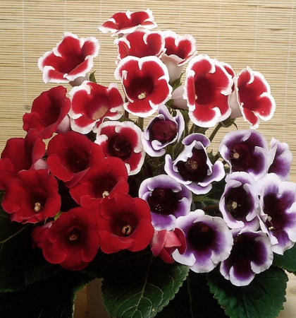 Глоксиния клубни