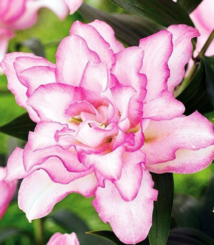 Лилия махровая ROSELILY АННУШКА