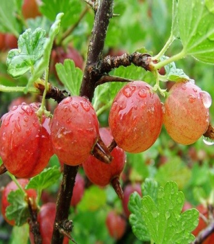 Крыжовник Шершневский