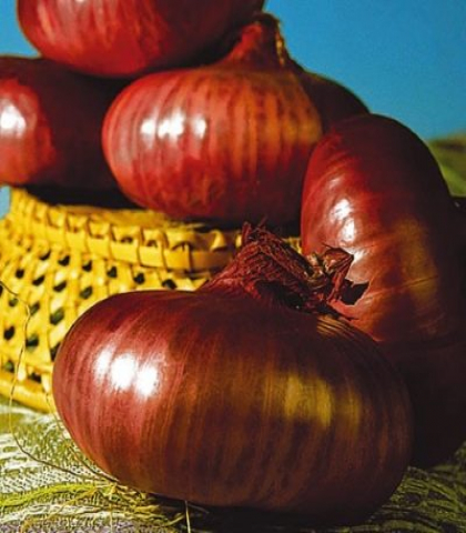 Лук репчатый Даниловский