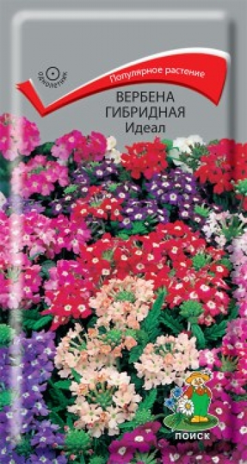 вербена Идеал