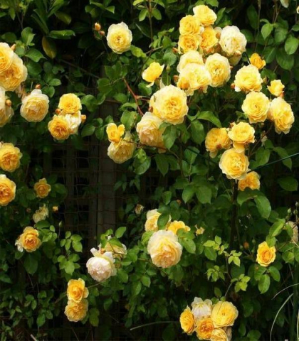 Роза парковая Лихткёниген Лючия
