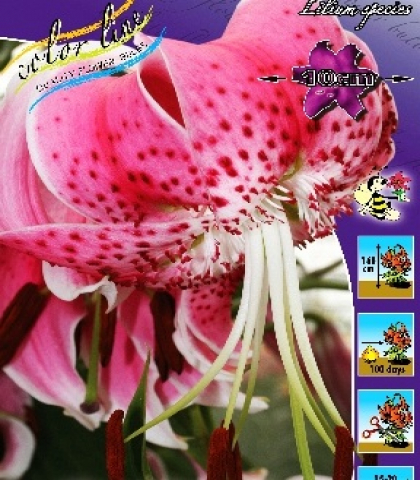 Лилия Сп. Ушида (SPECIOSUM UCHIDA)