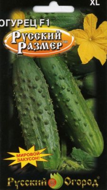 Огурец F1 Русский размер XL