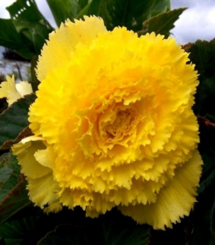 Бегония бахромчатая желтая Yellow