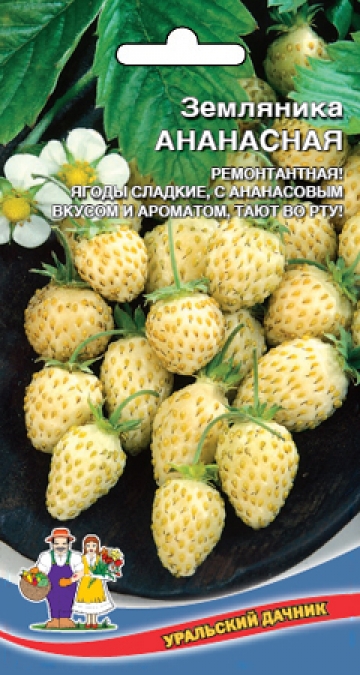 Земляника Ананасная