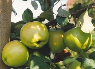 Яблоня карликовая Братчуд