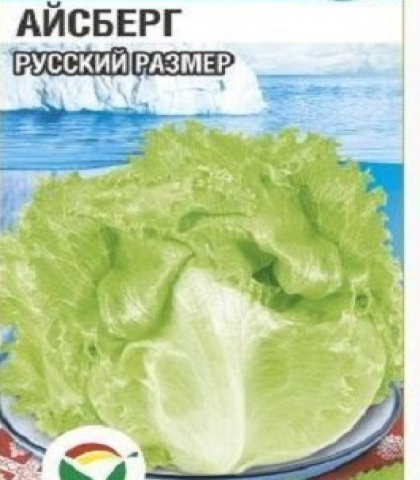 Салат Айсберг русский размер, кочанный