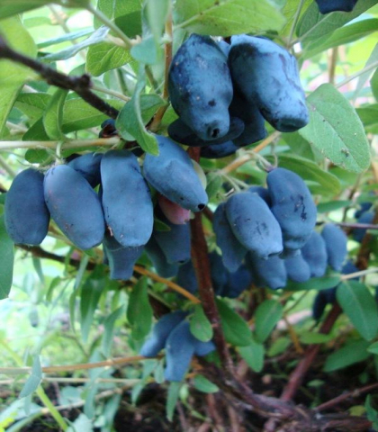 жимолость Амфора