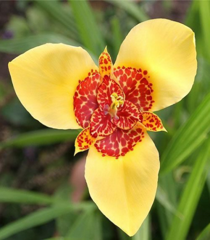 Тигридия Йеллоу (Tigridia Yellow)
