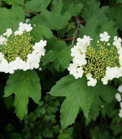 Калина обыкновенная Опулюс