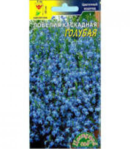 Лобелия каскадная голубая