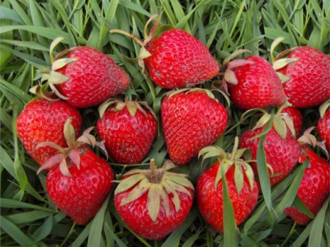 Земляника садовая Ламбада 5 шт