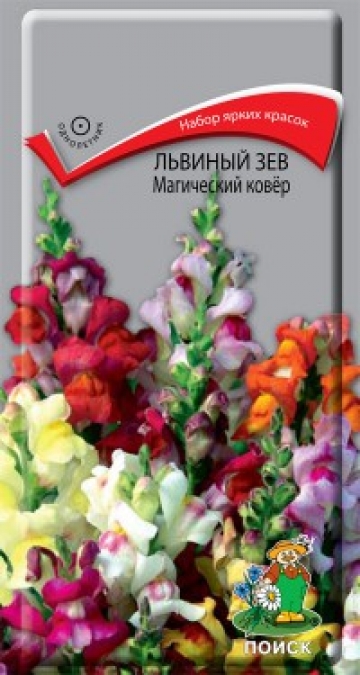 львиный зев Магический ковер