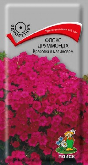Флокс друммонда Красотка в малиновом