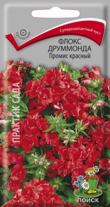 Флокс друммонда Промис красный