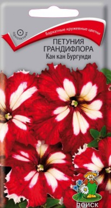 Петуния грандифлора Кан Кан бургунди
