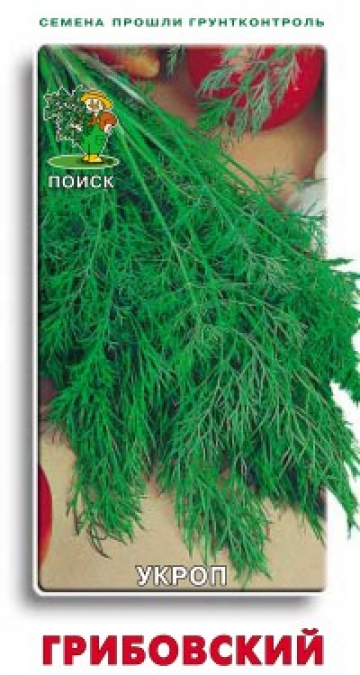 укроп Грибовский