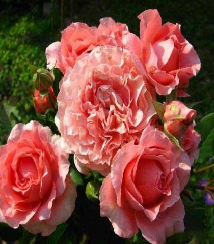 Роза парковая Корал Желе