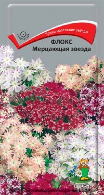 Флокс Мерцающая звезда