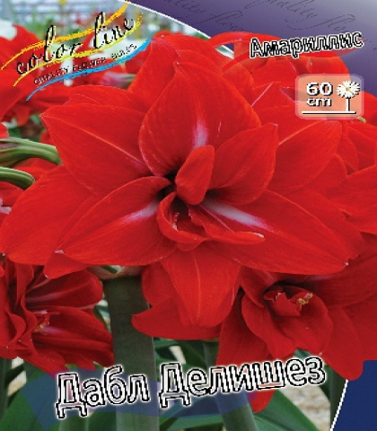 Амариллис Дабл Делишес
