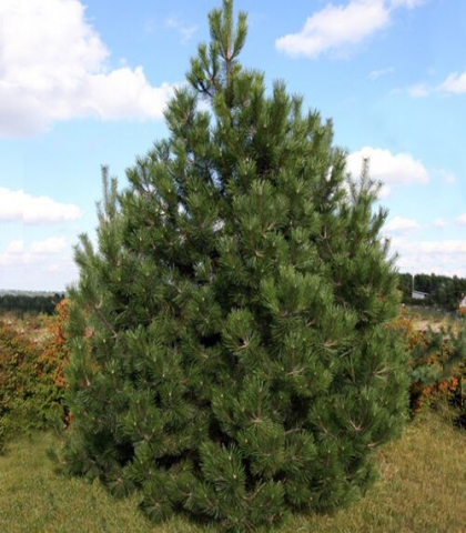 Сосна черная (Р9)