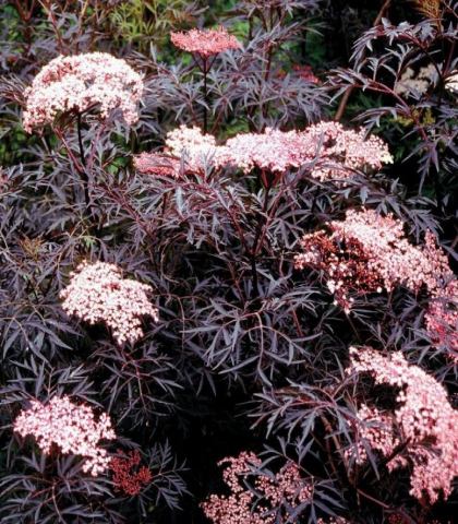 Бузина черная Блэк Лэйс (Sambucus Black Lace)