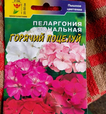 Пеларгония Горячий поцелуй