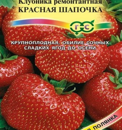 Клубника ремонтантная Красная шапочка