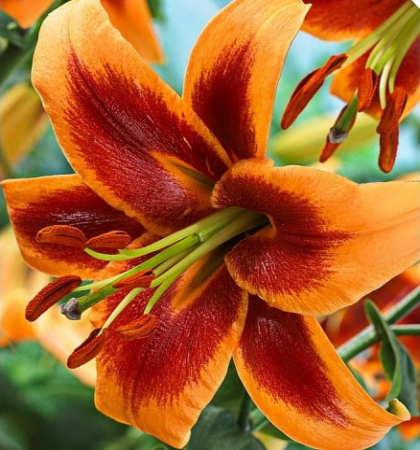 Лилия Дебби (Lilium Debbie (OT))
