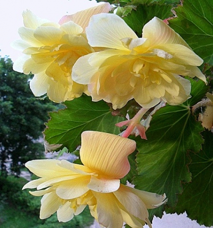 Бегония Ампельная Йеллоу,1шт