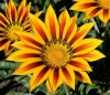 Гацания красная  полоса рассвета