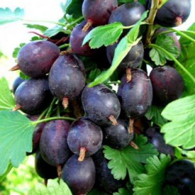 Крыжовник Черносливовый