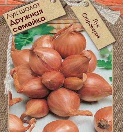 Лук Шалотт  дружная семейка