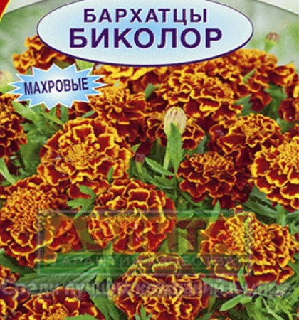 Бархатцы Биколор отклоненные