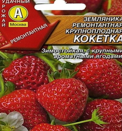 Земляника ремонтантная крупноплодная Кокетка