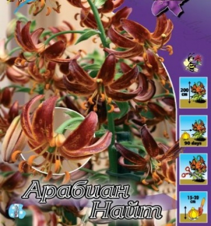 Лилия Арабиан Найт (ARABIAN NIGHT)