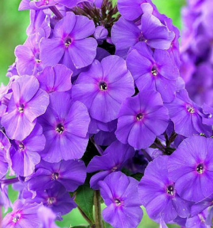 Флокс метельчатый Аметист
