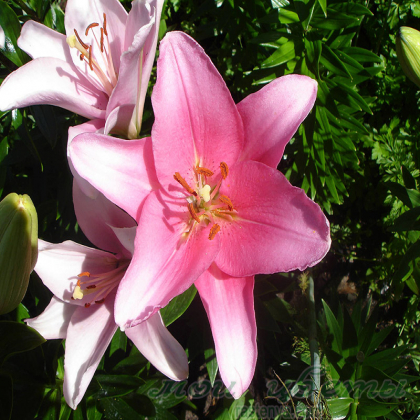 Лилия Бриндизи (Lilium Brindisi)