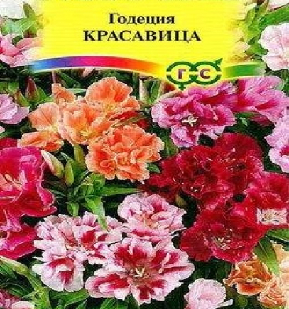 Семена Годеция Красавица, смесь