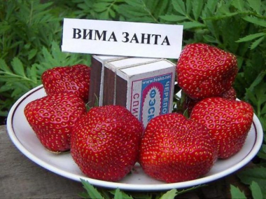 Земляника садовая Вима Занта (5 шт)